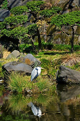 포토 JPG 주간 동물 한마리 자연 사람없음 야외 강 일본 바위 도쿄 왜가리 국내포토 자연요소 1 아시아 조류 돌_바위 생태계 파일형식