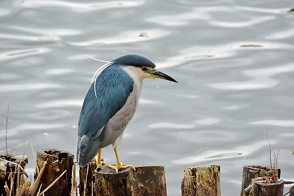 포토 JPG 주간 동물 한마리 호수 조류 사람없음 야외 일본 연못 말뚝 해오라기 국내포토 자연요소 1 아시아 파일형식