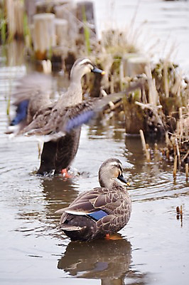 포토 JPG 주간 동물 호수 두마리 사람없음 야외 일본 연못 날갯짓 말뚝 청둥오리 국내포토 자연요소 아시아 2 오리 파일형식
