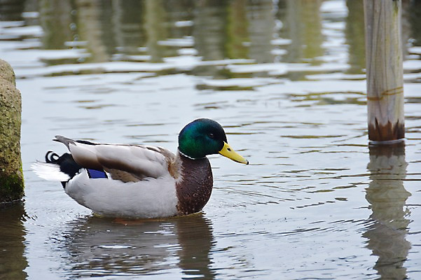 포토 JPG 주간 동물 한마리 호수 사람없음 야외 일본 연못 도쿄 청둥오리 국내포토 자연요소 1 아시아 오리 파일형식