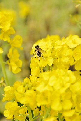 포토 JPG 주간 식물 동물 한마리 꽃 여러송이 자연 사람없음 야외 노란색 일본 꿀벌 벌 국내포토 자연요소 1 아시아 컬러 다수 곤충 벌_곤충 생태계 파일형식