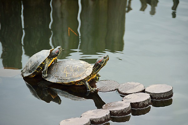 포토 JPG 주간 동물 호수 두마리 사람없음 야외 일본 연못 거북이 도쿄 국내포토 자연요소 아시아 2 파충류 파일형식