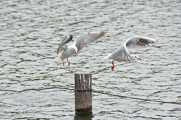포토 JPG 주간 호수 두마리 갈매기 사람없음 야외 물 일본 비행 연못 말뚝 국내포토 자연요소 아시아 2 조류 파일형식