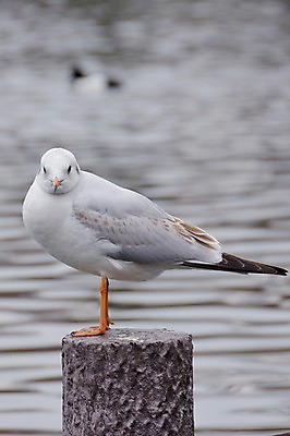 포토 JPG 주간 한마리 호수 갈매기 사람없음 야외 물 일본 연못 말뚝 국내포토 자연요소 1 아시아 조류 파일형식
