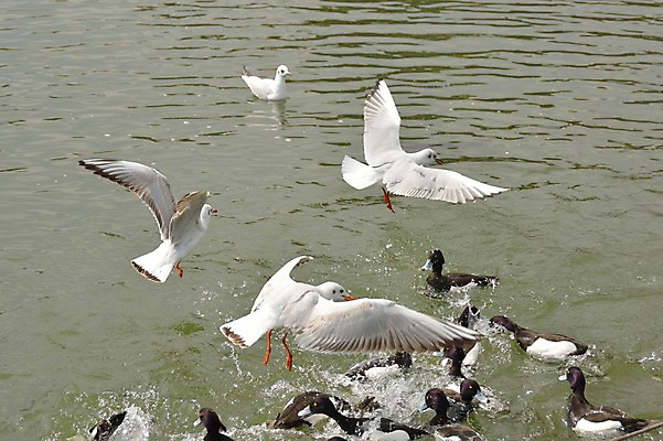 포토 JPG 주간 호수 여러마리 갈매기 오리 사람없음 야외 물 일본 비행 연못 국내포토 자연요소 아시아 다수 조류 파일형식
