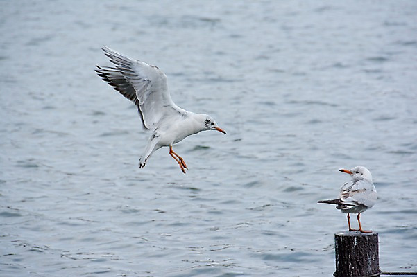 포토 JPG 주간 호수 두마리 갈매기 사람없음 야외 일본 비행 연못 말뚝 국내포토 자연요소 아시아 2 조류 파일형식