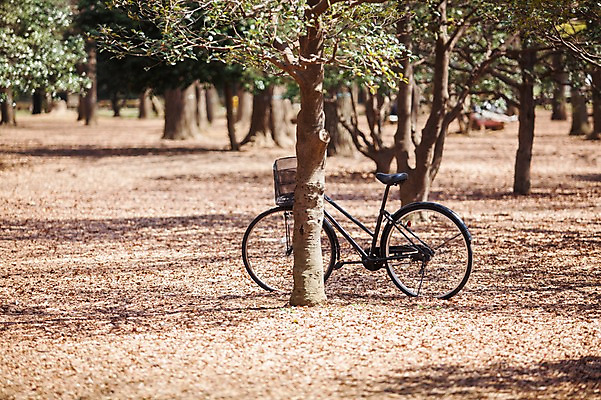 포토 JPG 주간 나무 공원 배경화면 백그라운드 한대 사람없음 야외 일본 자전거 기댐 도쿄 국내포토 자연요소 식물 1 공공시설 아시아 모션 바이크 파일형식
