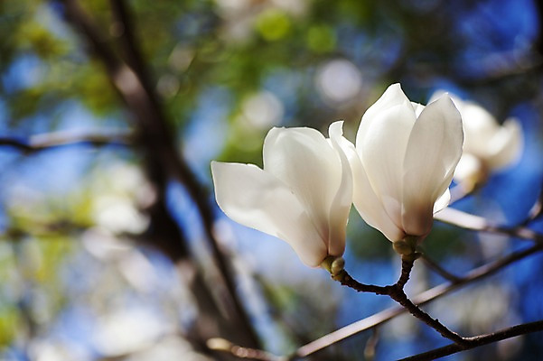 포토 JPG 주간 식물 꽃 사람없음 야외 아웃포커스 흰색 두송이 목련 국내포토 자연요소 컬러 2 촬영기법 파일형식