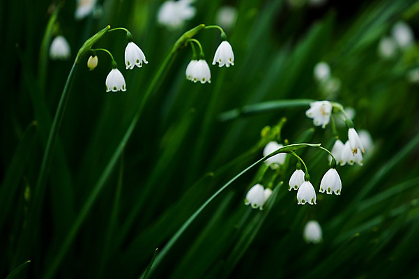 포토 JPG 식물 꽃 줄기 여러송이 사람없음 흰색 풀 은방울꽃 국내포토 컬러 다수 파일형식