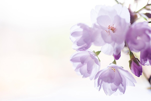 포토 JPG 식물 꽃 여러송이 사람없음 보라색 벚꽃 국내포토 컬러 다수 파일형식