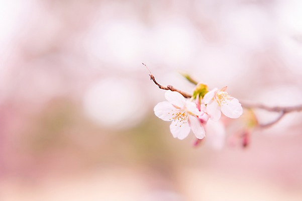 포토 JPG 식물 꽃 분홍색 사람없음 아웃포커스 벚꽃 나뭇가지 두송이 국내포토 나무 컬러 2 촬영기법 파일형식