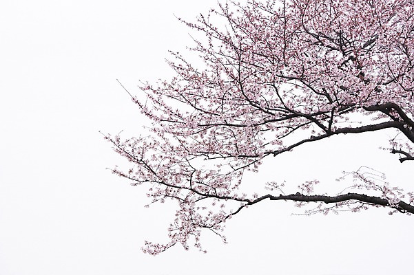 포토 JPG 주간 식물 여러송이 한그루 사람없음 야외 벚꽃 벚나무 국내포토 자연요소 나무 1 꽃 다수 파일형식