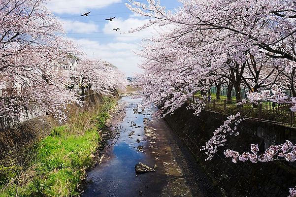 포토 JPG 주간 난간 풍경 사람없음 야외 건물 강 일본 벚꽃 벚나무 국내포토 자연요소 나무 건축물 꽃 아시아 파일형식