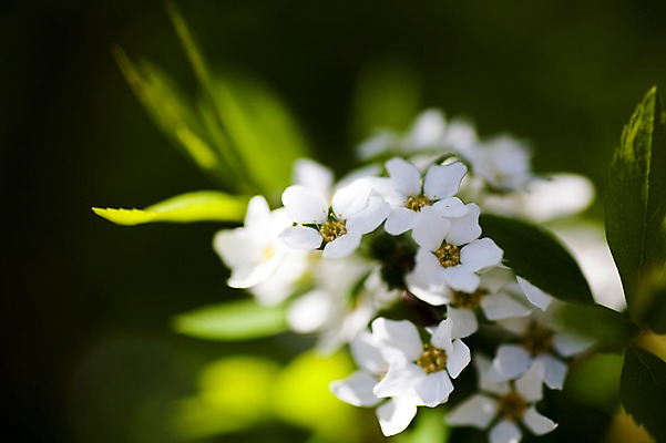 포토 JPG 식물 꽃 여러송이 사람없음 흰색 조팝나무 조팝나무꽃 국내포토 나무 컬러 다수 파일형식