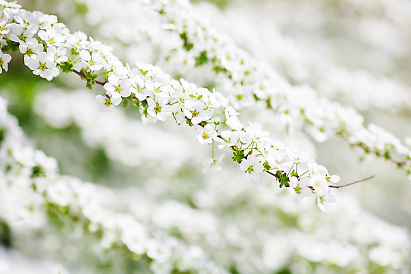 포토 JPG 식물 여러송이 사람없음 흰색 나뭇가지 조팝나무 조팝나무꽃 국내포토 나무 꽃 컬러 다수 파일형식