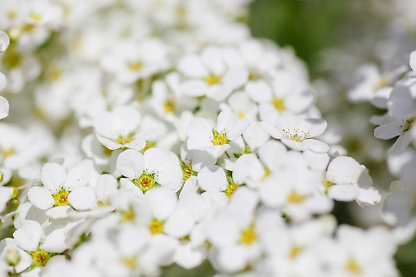 포토 JPG 식물 꽃 여러송이 사람없음 흰색 조팝나무 조팝나무꽃 국내포토 나무 컬러 다수 파일형식