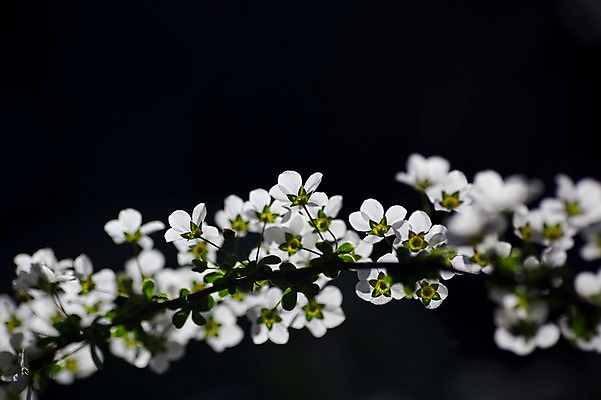포토 JPG 식물 여러송이 검은배경 사람없음 흰색 나뭇가지 조팝나무 조팝나무꽃 국내포토 나무 꽃 컬러 다수 백그라운드 검은색 파일형식