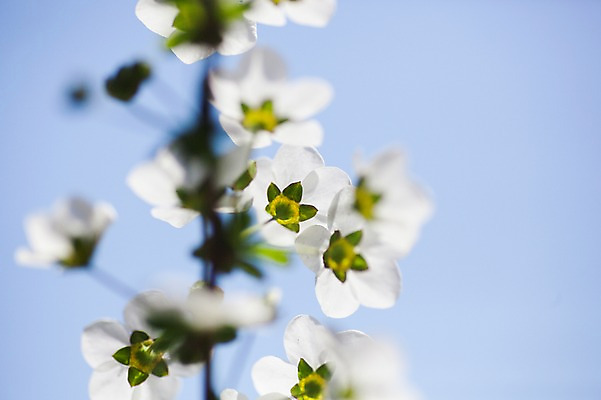 포토 JPG 주간 식물 여러송이 사람없음 야외 흰색 나뭇가지 조팝나무 조팝나무꽃 국내포토 자연요소 나무 꽃 컬러 다수 파일형식