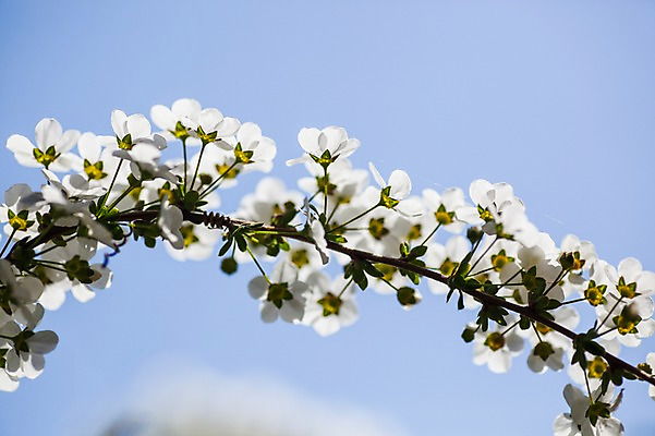 포토 JPG 주간 식물 여러송이 사람없음 야외 흰색 나뭇가지 조팝나무 조팝나무꽃 국내포토 자연요소 나무 꽃 컬러 다수 파일형식