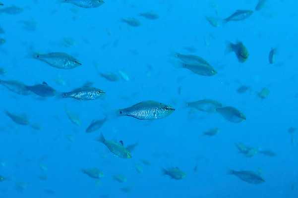 포토 JPG 동물 바다 여러마리 어류 풍경 사람없음 일본 바닷속 수중 수중동물 수중사진 국내포토 아시아 다수 파일형식