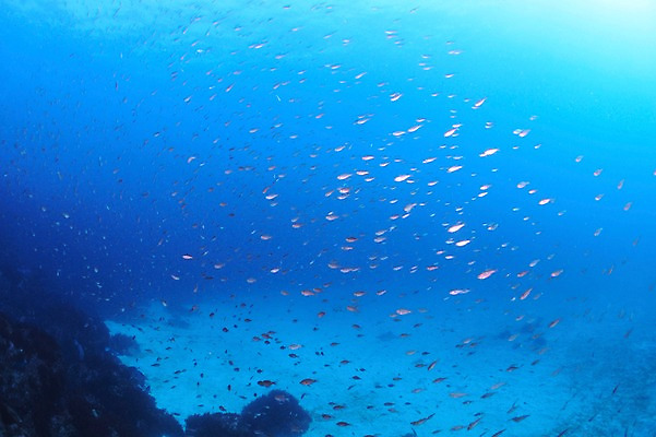포토 JPG 동물 바다 여러마리 어류 풍경 사람없음 일본 바닷속 수중 수중동물 수중사진 국내포토 아시아 다수 파일형식