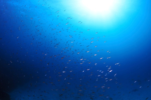 포토 JPG 동물 바다 여러마리 어류 풍경 사람없음 일본 바닷속 수중 수중동물 수중사진 국내포토 아시아 다수 파일형식