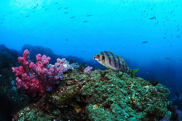 포토 JPG 동물 바다 여러마리 어류 풍경 사람없음 일본 바닷속 수중 수중동물 해조류 수중사진 국내포토 아시아 다수 해양식물 파일형식
