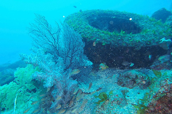 포토 JPG 동물 바다 여러마리 어류 풍경 사람없음 일본 바닷속 수중 수중동물 해조류 수중사진 국내포토 아시아 다수 해양식물 파일형식