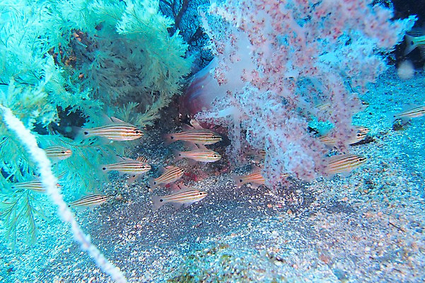 포토 JPG 동물 바다 여러마리 어류 풍경 사람없음 일본 바닷속 수중 수중동물 해조류 수중사진 국내포토 아시아 다수 해양식물 파일형식