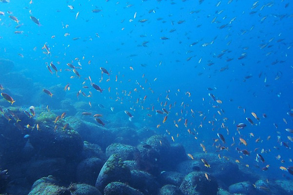 포토 JPG 동물 바다 여러마리 어류 풍경 사람없음 일본 바닷속 수중 수중동물 수중사진 국내포토 아시아 다수 파일형식