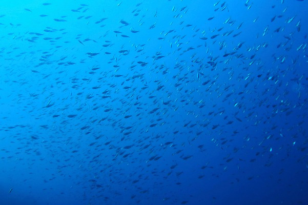 포토 JPG 동물 바다 여러마리 어류 풍경 사람없음 일본 바닷속 수중 수중동물 수중사진 국내포토 아시아 다수 파일형식