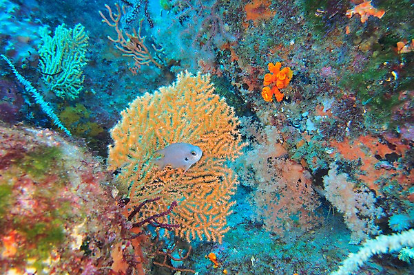 포토 JPG 동물 한마리 바다 어류 풍경 사람없음 일본 바닷속 수중 수중동물 해조류 수중사진 국내포토 1 아시아 해양식물 파일형식