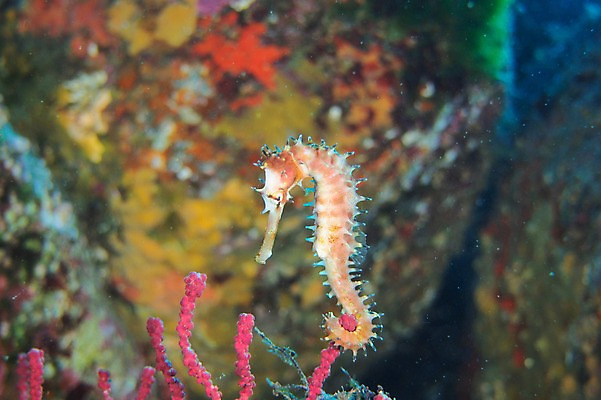 포토 JPG 동물 바다 풍경 사람없음 일본 바닷속 수중 수중동물 해조류 해마 수중사진 국내포토 아시아 바다동물 해양식물 파일형식