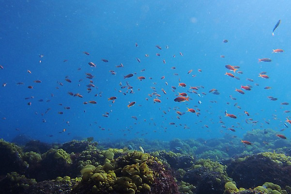 포토 JPG 동물 바다 여러마리 어류 풍경 사람없음 일본 바닷속 수중 수중동물 수중사진 국내포토 아시아 다수 파일형식