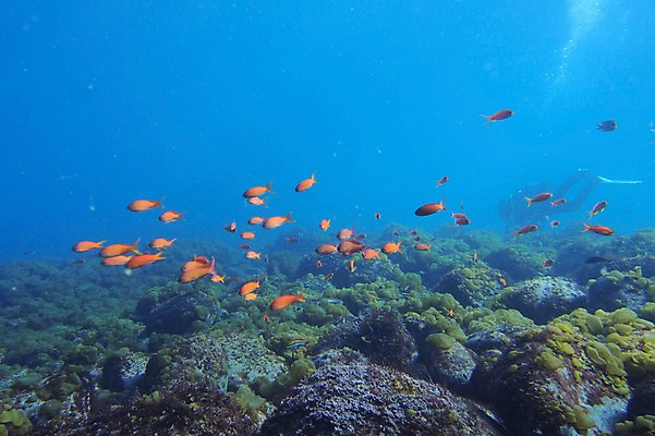 포토 JPG 동물 바다 여러마리 어류 풍경 사람없음 일본 바닷속 수중 수중동물 수중사진 국내포토 아시아 다수 파일형식