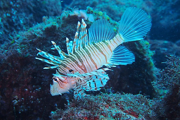 포토 JPG 한마리 바다 어류 풍경 사람없음 일본 바닷속 수중 쏠배감펭 수중사진 국내포토 1 아시아 수중동물 파일형식