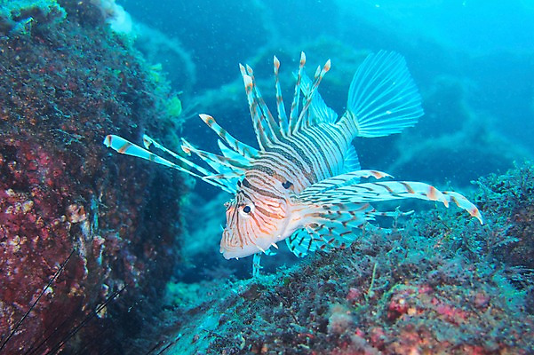 포토 JPG 한마리 바다 어류 풍경 사람없음 일본 바닷속 수중 쏠배감펭 수중사진 국내포토 1 아시아 수중동물 파일형식