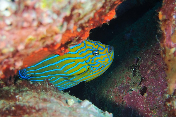 포토 JPG 동물 한마리 바다 어류 풍경 사람없음 일본 바닷속 수중 수중동물 수중사진 국내포토 1 아시아 파일형식
