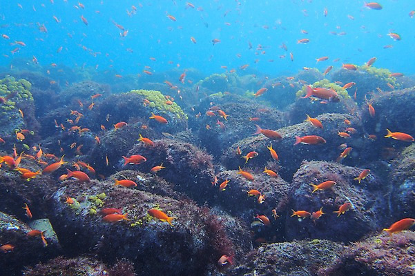 포토 JPG 동물 바다 여러마리 어류 풍경 사람없음 일본 바닷속 수중 수중동물 수중사진 국내포토 아시아 다수 파일형식