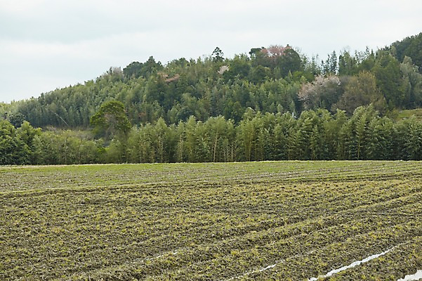 포토 JPG 주간 밭 농업 풍경 사람없음 야외 농사 일본 농촌 국내포토 자연요소 산업 아시아 시골 파일형식