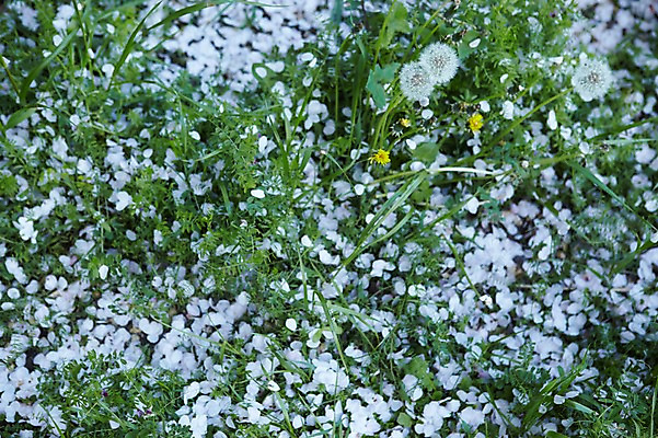 포토 JPG 주간 꽃잎 자연 사람없음 야외 일본 민들레 땅 교토 낙화 국내포토 자연요소 꽃 아시아 생태계 파일형식