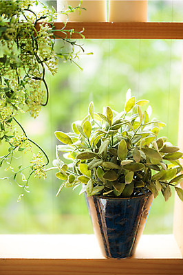 포토 JPG 식물 화분 창문 실내 사람없음 덩굴 창틀 국내포토 내부 파일형식