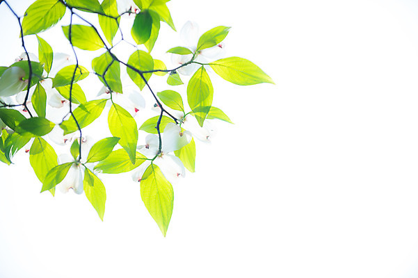 포토 JPG 주간 식물 꽃 여러송이 나뭇잎 사람없음 야외 흰색 나뭇가지 국내포토 자연요소 나무 컬러 다수 잎 파일형식