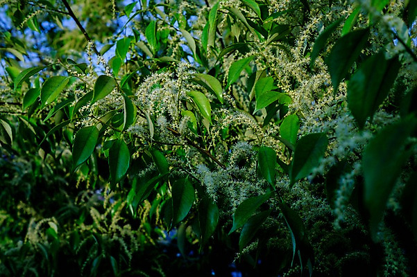 포토 JPG 주간 식물 잎 사람없음 야외 일본 기후현 국내포토 자연요소 아시아 파일형식