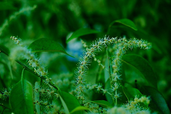 포토 JPG 주간 식물 잎 사람없음 야외 일본 기후현 국내포토 자연요소 아시아 파일형식