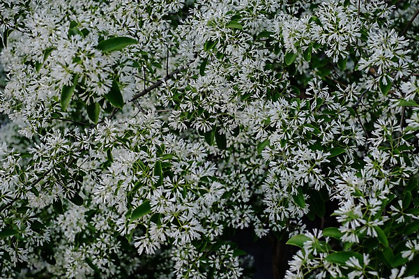 포토 JPG 주간 식물 꽃 여러송이 잎 사람없음 야외 일본 흰색 기후현 국내포토 자연요소 아시아 컬러 다수 파일형식