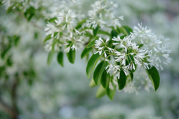 포토 JPG 주간 식물 꽃 여러송이 잎 사람없음 야외 일본 흰색 기후현 국내포토 자연요소 아시아 컬러 다수 파일형식