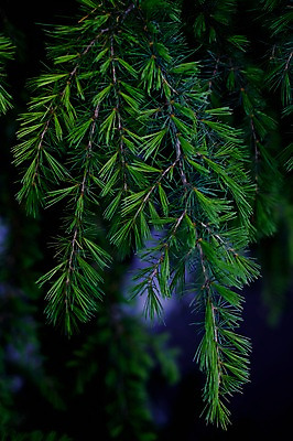 포토 JPG 식물 사람없음 일본 나뭇가지 소나무 솔잎 기후현 국내포토 나무 아시아 잎 파일형식