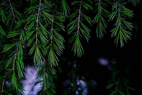 포토 JPG 식물 사람없음 일본 나뭇가지 소나무 솔잎 기후현 국내포토 나무 아시아 잎 파일형식