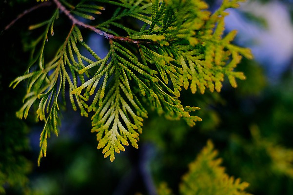 포토 JPG 식물 잎 사람없음 일본 나뭇가지 소나무 솔잎 기후현 국내포토 나무 아시아 파일형식